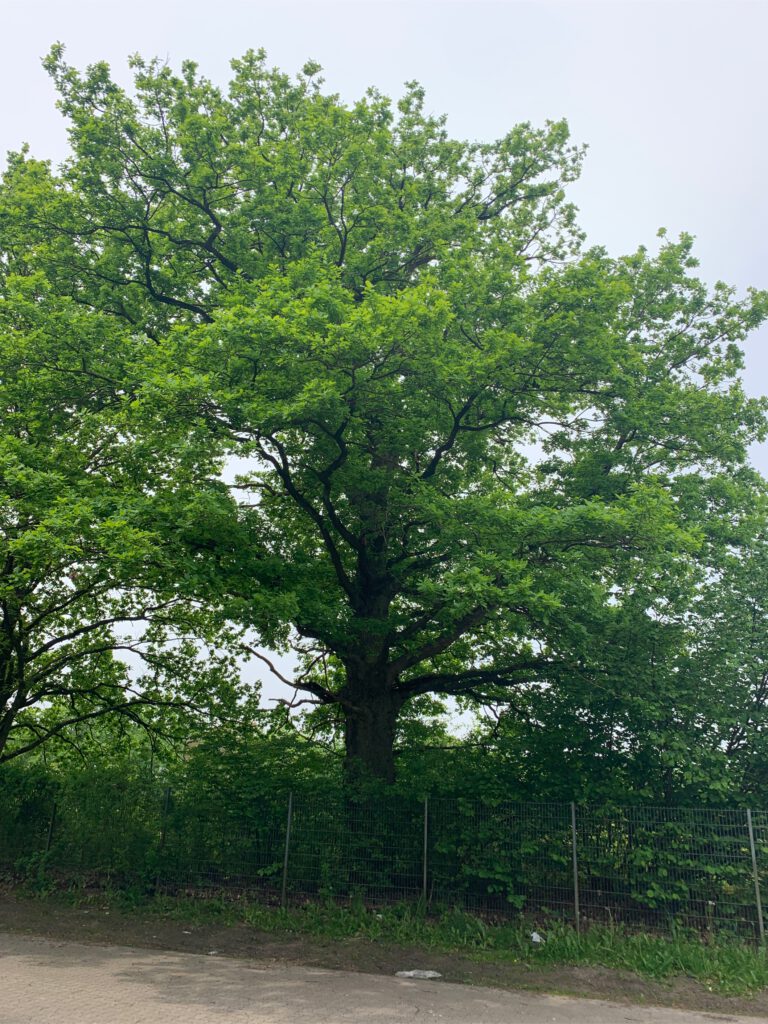 Knick und Bäume müssen weichen für größere Ausstellungsflächen